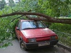 Что делать, если на машину упало дерево